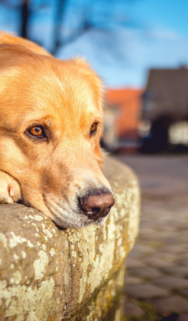 Грустный рыжий пес лежит у дороги