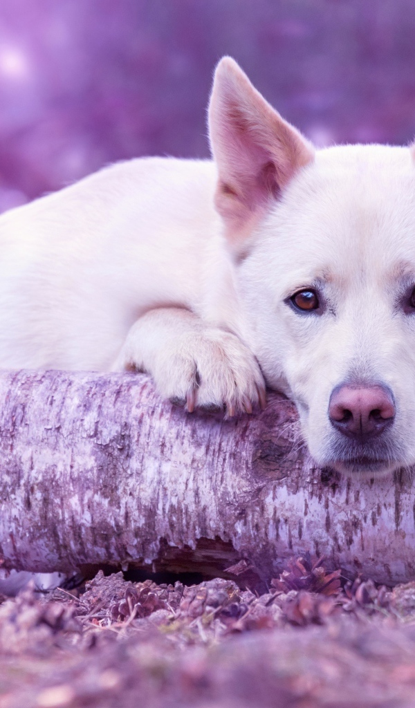 Грустная белая овчарка лежит на дереве