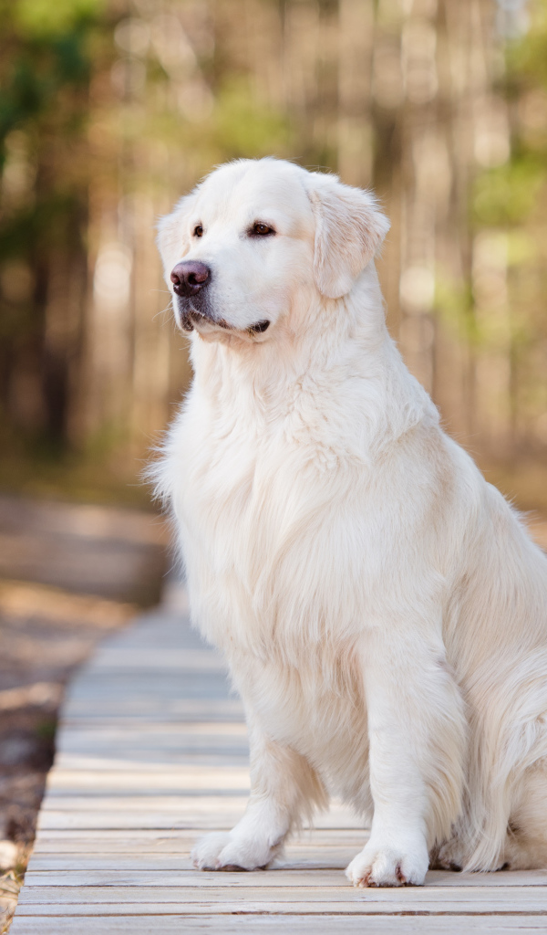 Серьезный золотистый ретривер сидит на деревянном мосту