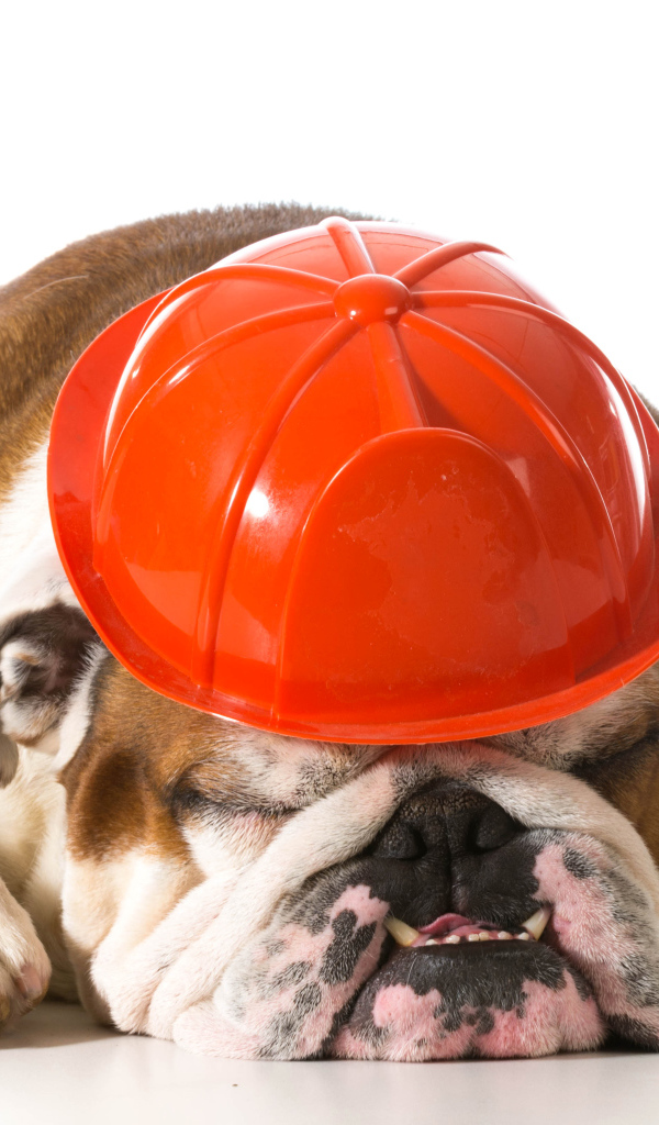 Спящий бульдог в каске на белом фоне