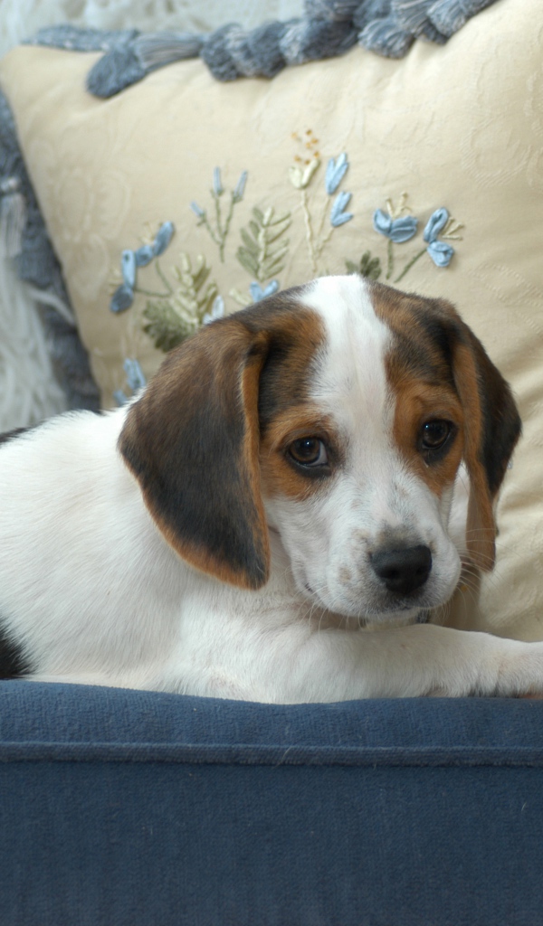 Маленький щенок бигль  лежит на диване с подушками