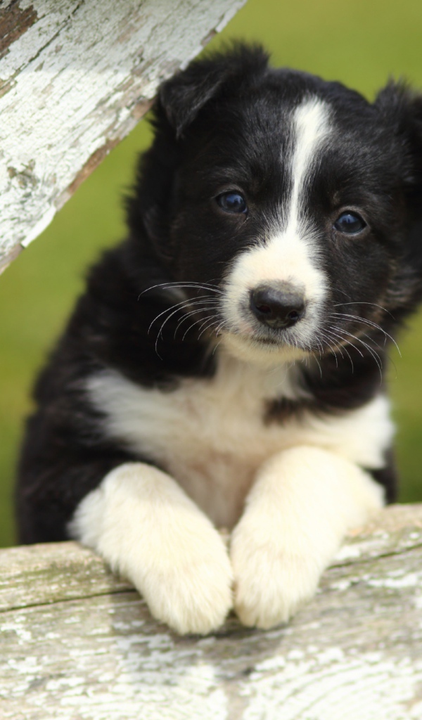 Маленький черно-белый щенок бордер-колли