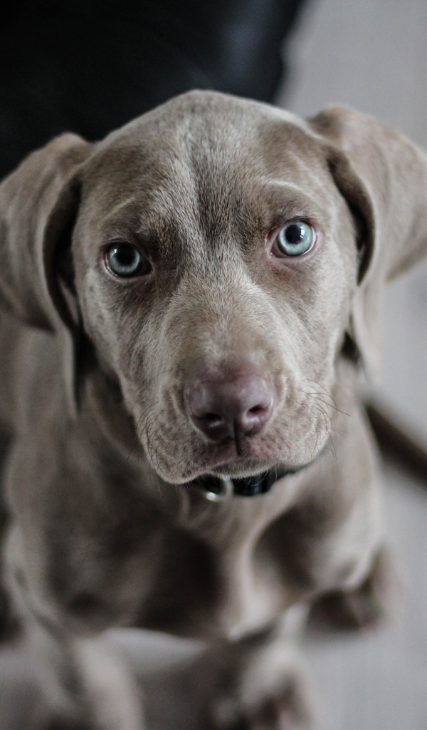 Маленький голубоглазый щенок породы Веймаранер