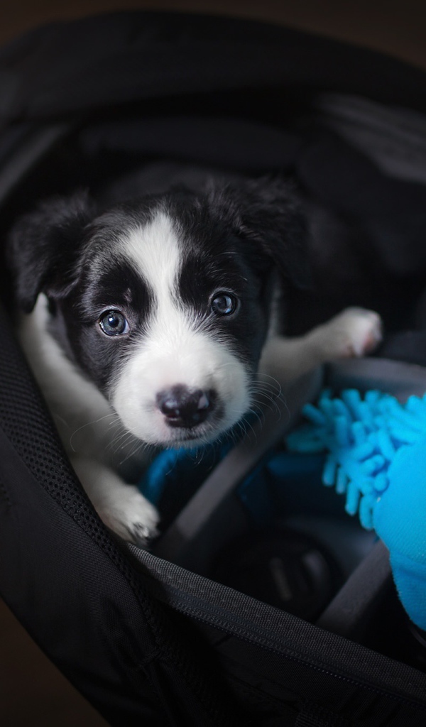 Маленький щенок сидит в сумке 