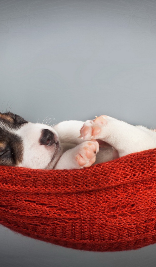 Маленький щенок спит в гамаке на сером фоне