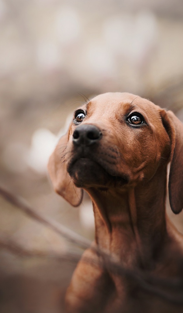 Маленькая грустная такса в розовых цветах