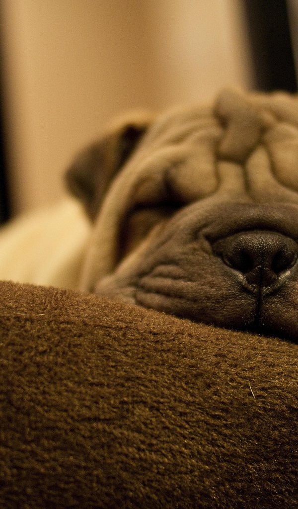 Маленький спящий щенок шарпея