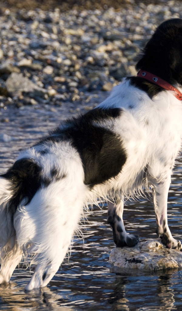 Охотничья собака породы стабихун стоит в воде