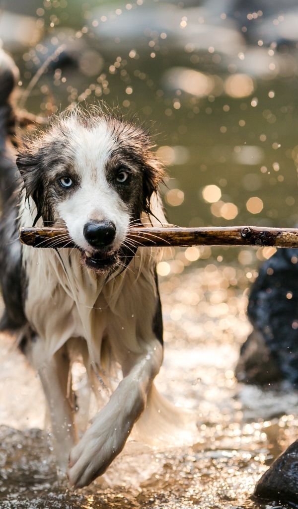 Мокрая собака с палкой во рту бежит по воде