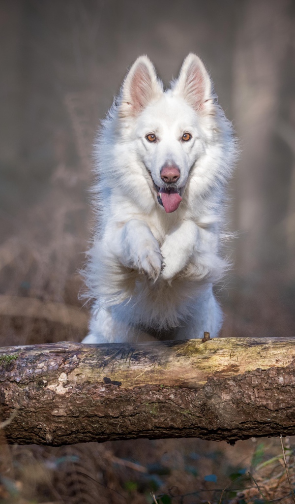 Белая овчарка перепрыгивает через упавшее дерево 