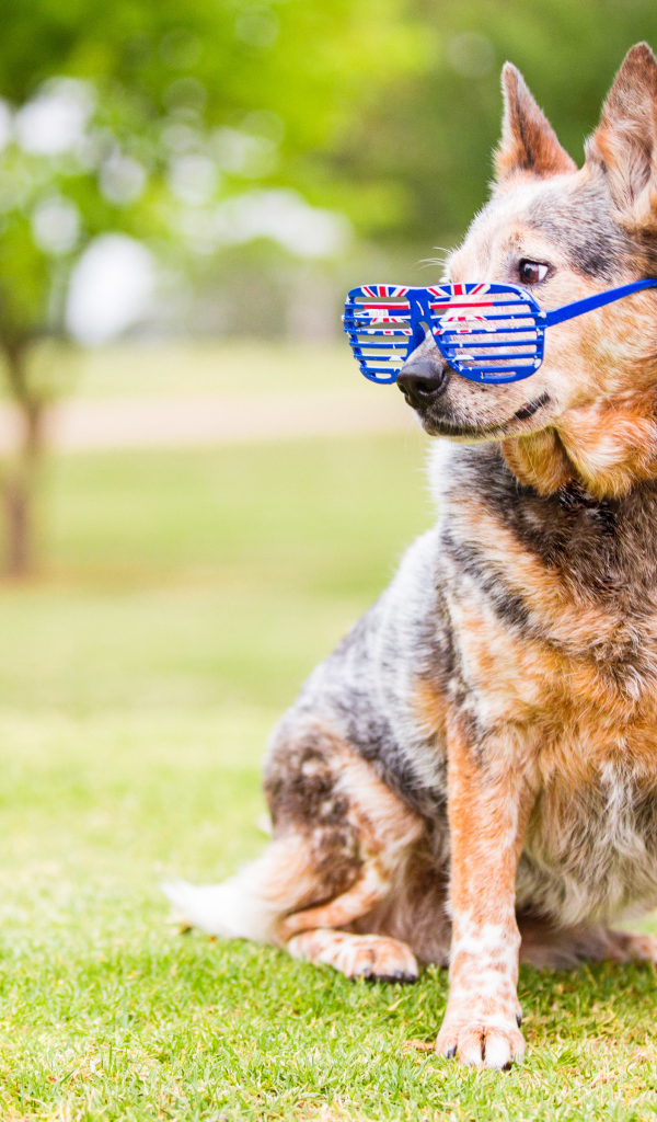 Австралийская пастушья собака  в очках на зеленой траве