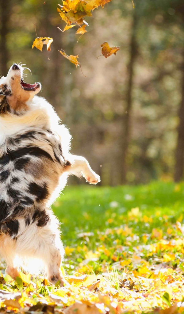 Австралийская овчарка ловит желтые листья