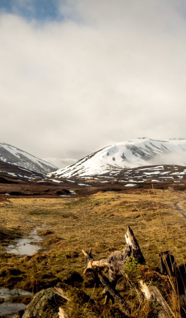 Австралийская овчарка на фоне заснеженных гор