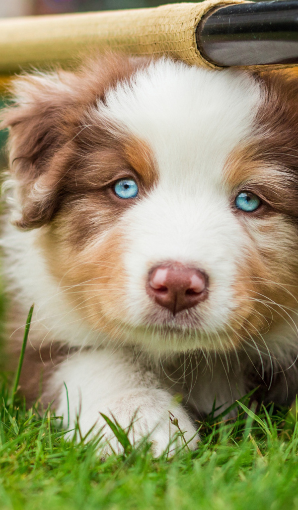 Щенок Австралийской овчарки с мячиком на зеленой траве