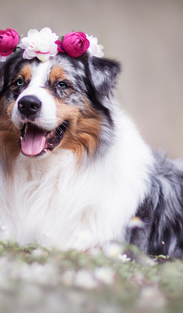 Австралийская овчарка с венком на голове 