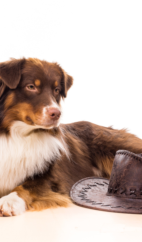 Австралийская Овчарка с ковбойской шляпой на белом фоне