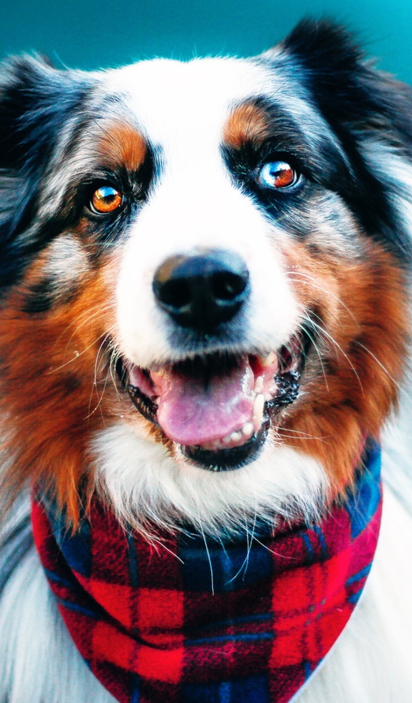 Австралийская овчарка с высунутым языком