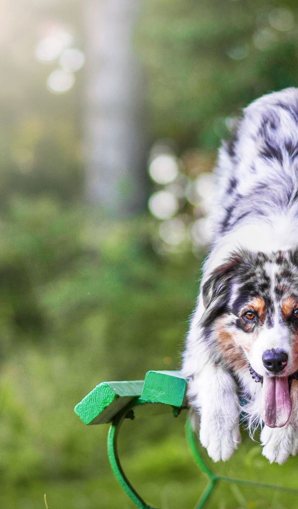 Австралийская овчарка с высунутым языком на лавке