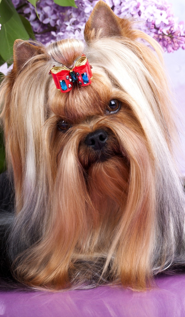 Австралийский шелковистый терьер с цветами сирени и тюльпанами