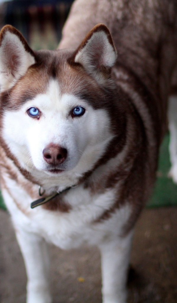 Красивый голубоглазый хаски