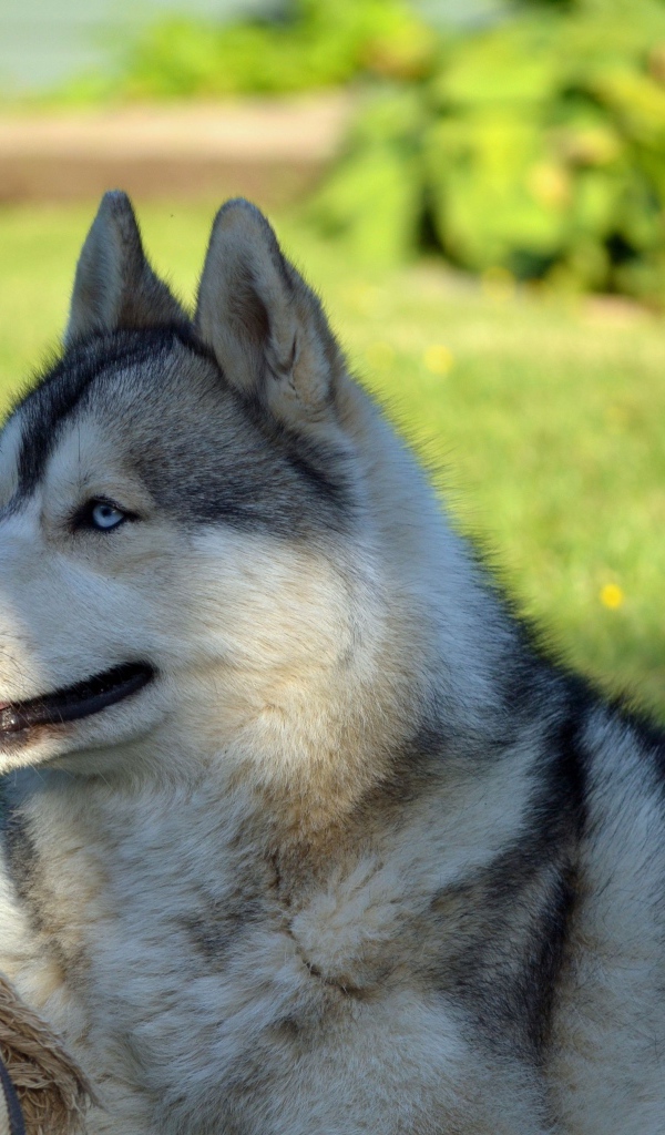 Красивый голубоглазый хаски лежит на зеленой траве