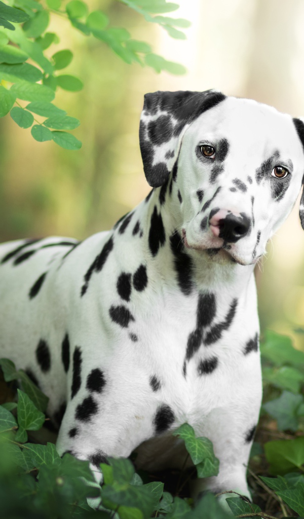 Beautiful spotted dalmatian in green leaves