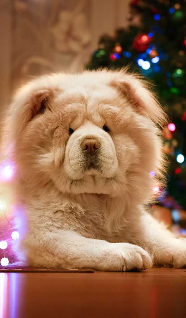 Большой красивый пес породы чау чау