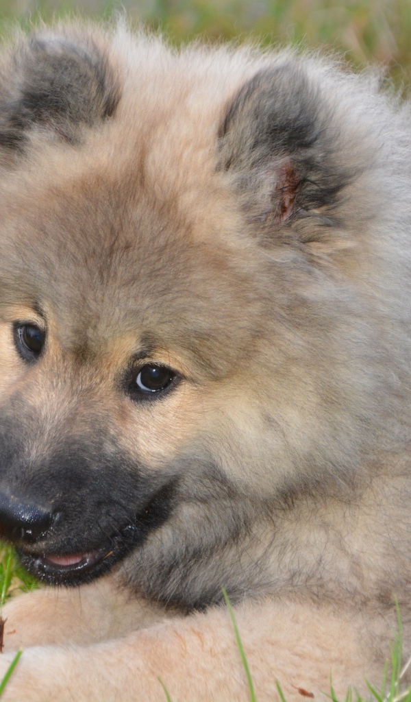 Большой пушистый щенок грызет палку на зеленой траве