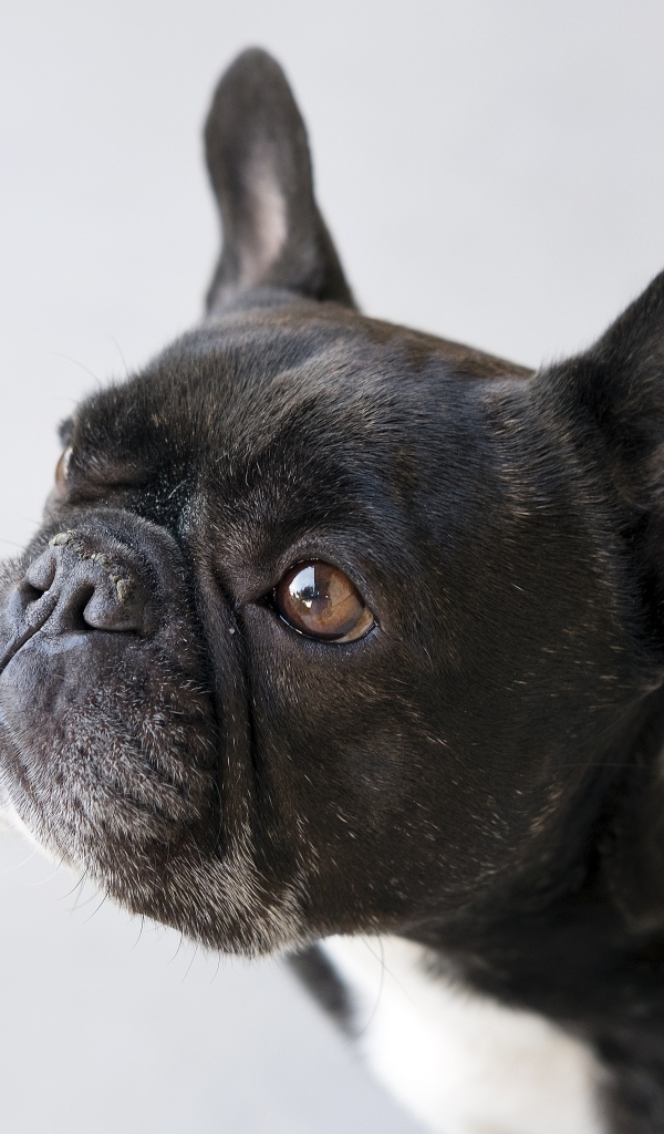 Черный французский бульдог на сером фоне