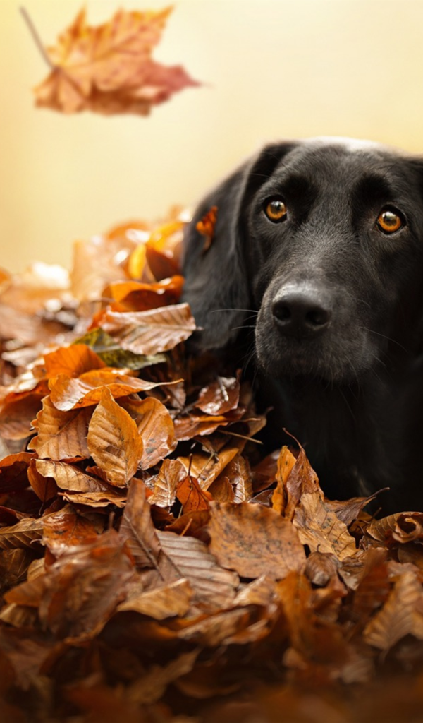 Черный лабрадор сидит в сухой опавшей листве