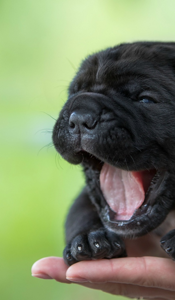 Черный милый щенок Кане-корсо зевает на руке