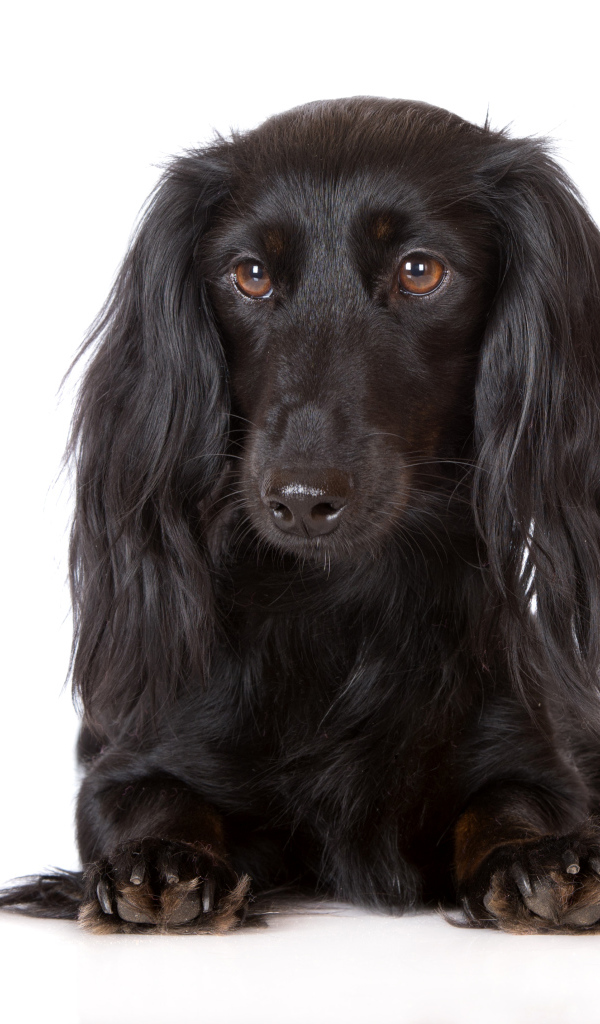 Черная такса на белом фоне