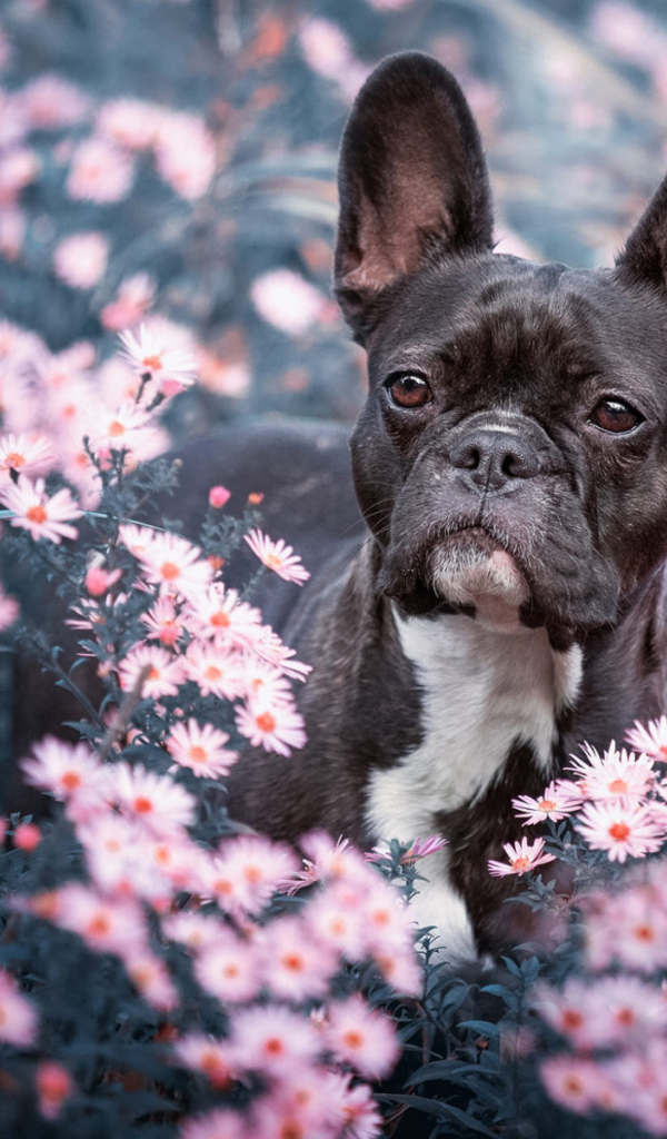 Black french bulldog sitting in flowers