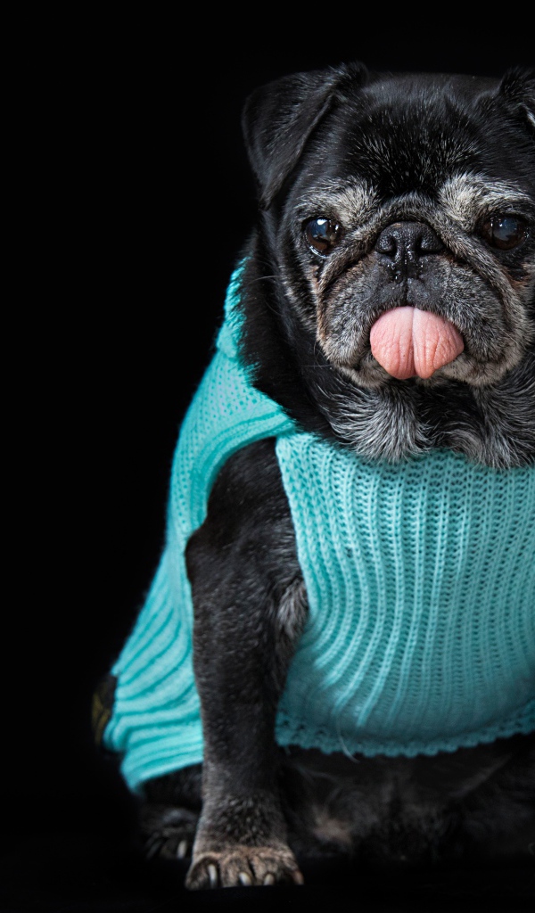 Черный мопс в свитере с высунутым языком