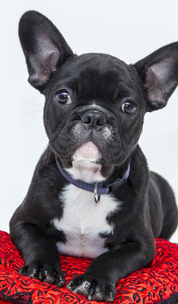 Черный щенок французского бульдога лежит на красной подушке в форме сердца 