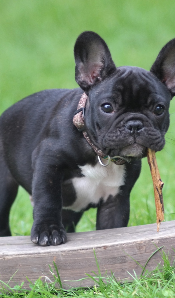 Черный щенок французского бульдога с палкой в зубах 