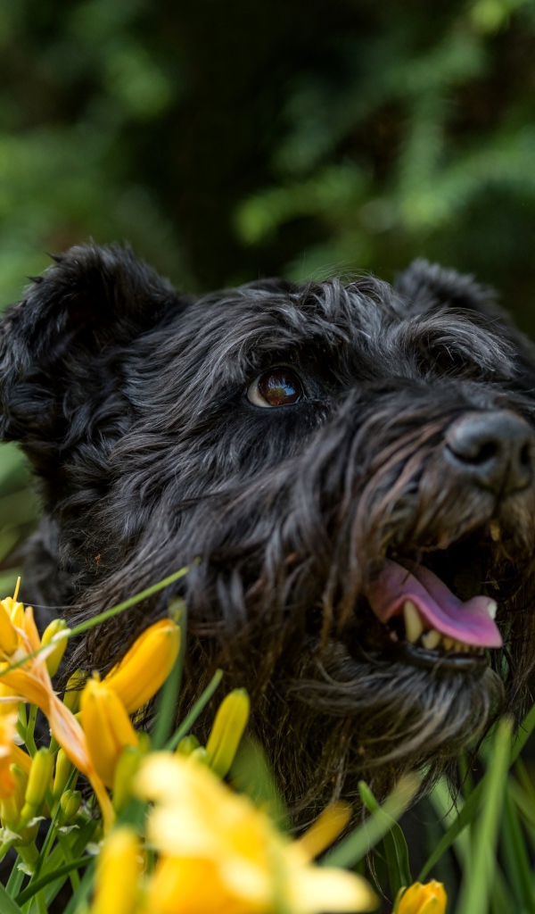 Черный лохматый пес сидит в желтых лилиях