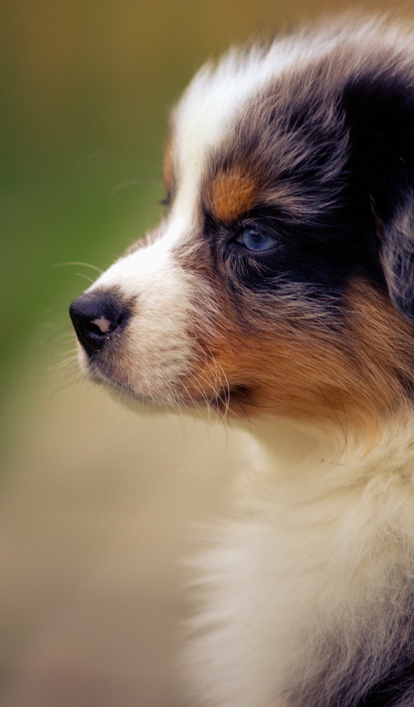 Голубоглазый щенок австралийской овчарки