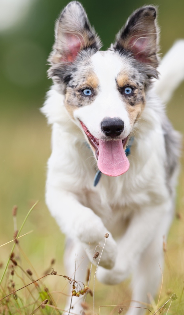 Голубоглазая собака породы бордер колли с высунутым языком бежит по траве