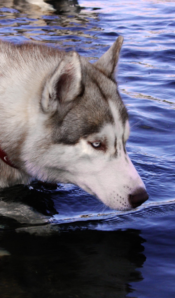 Голубоглазый хаски стоит в воде