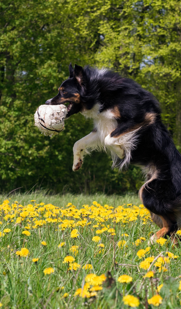 Собака породы бордер колли с мячом в зубах прыгает на поле с желтыми одуванчиками