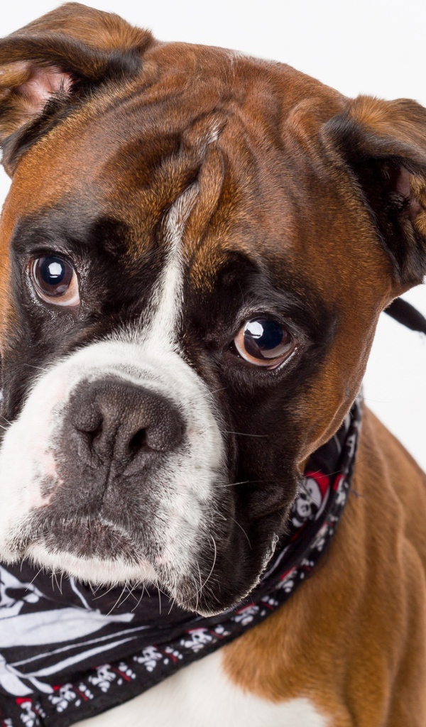 Боксер с платком на шее на сером фоне