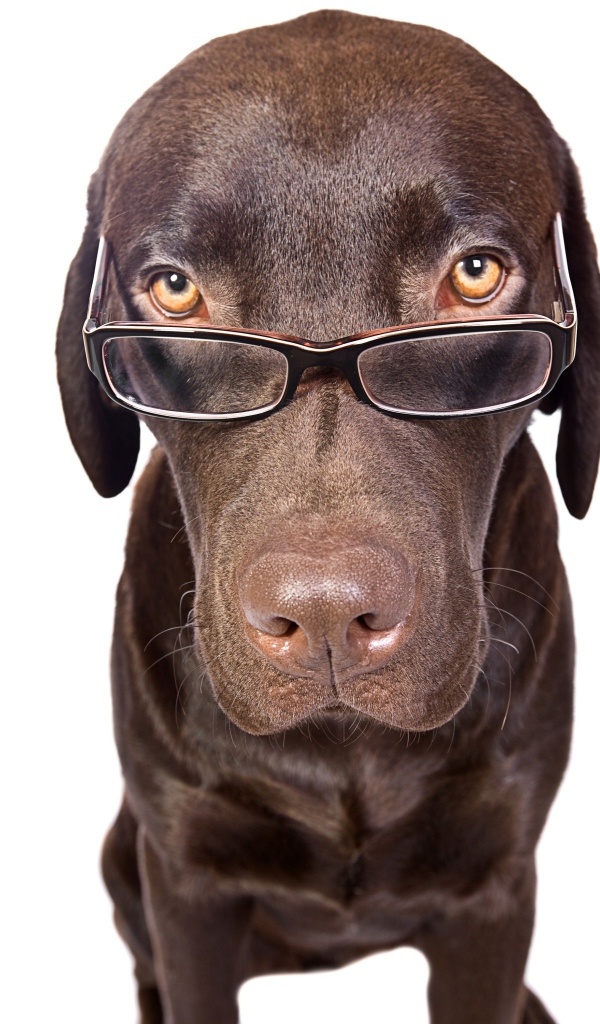 Коричневый лабрадор в очках на белом фоне