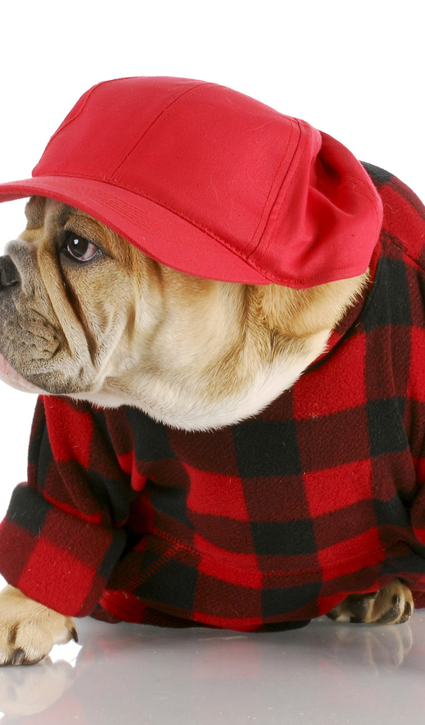 Бульдог в бейсболке на белом фоне