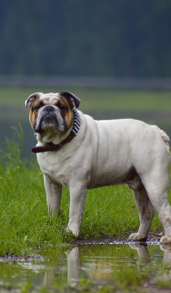 Бульдог гуляет по лужам летом