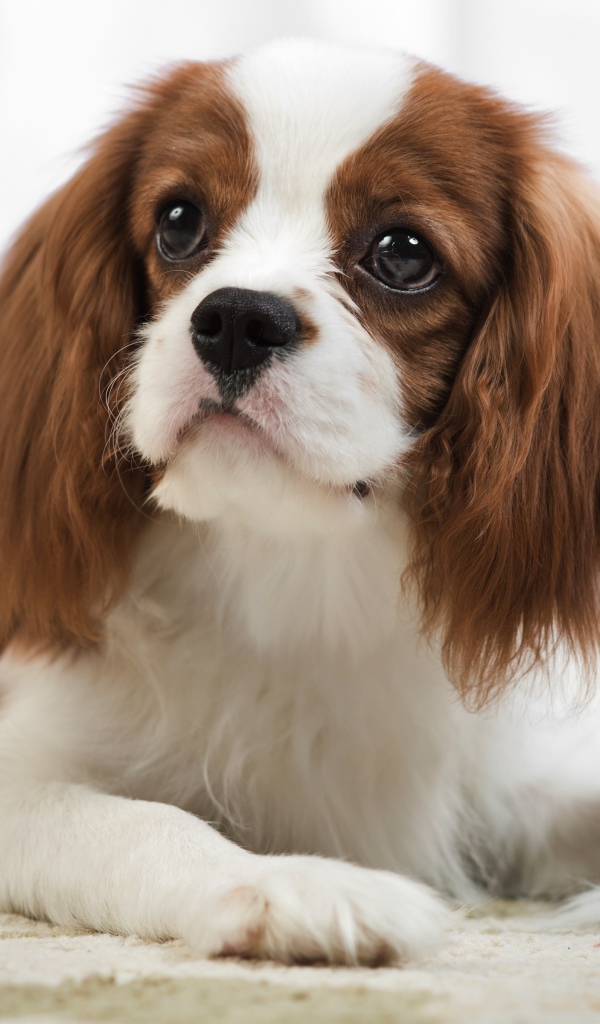 Кавалер кинг чарльз спаниель лежит на песке