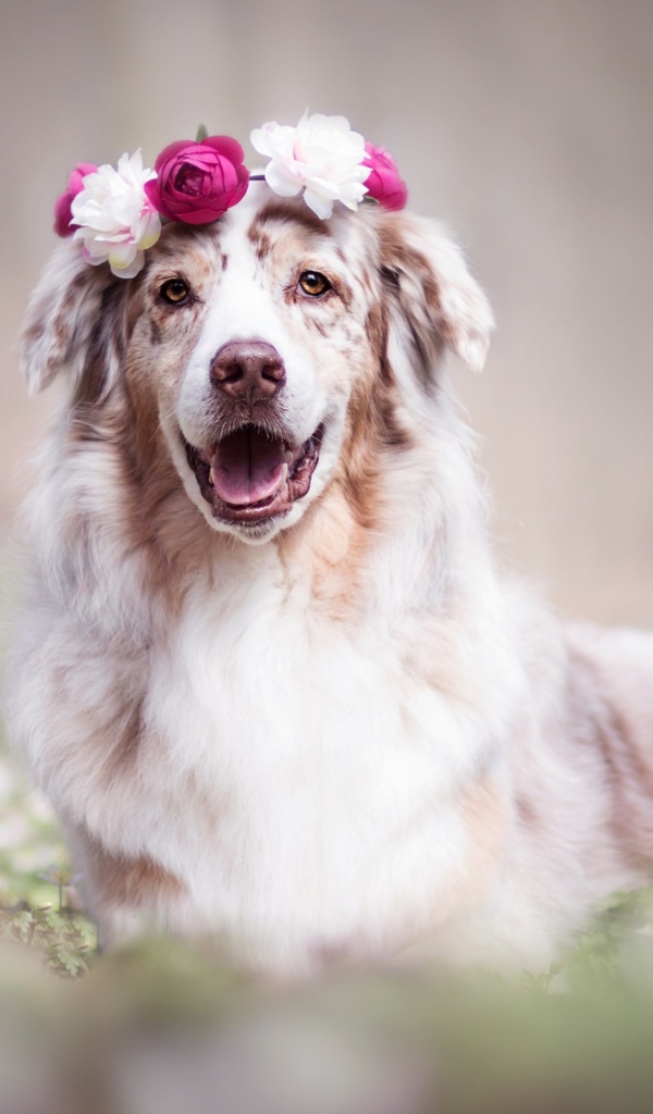 Веселая австралийская овчарка с венком на голове