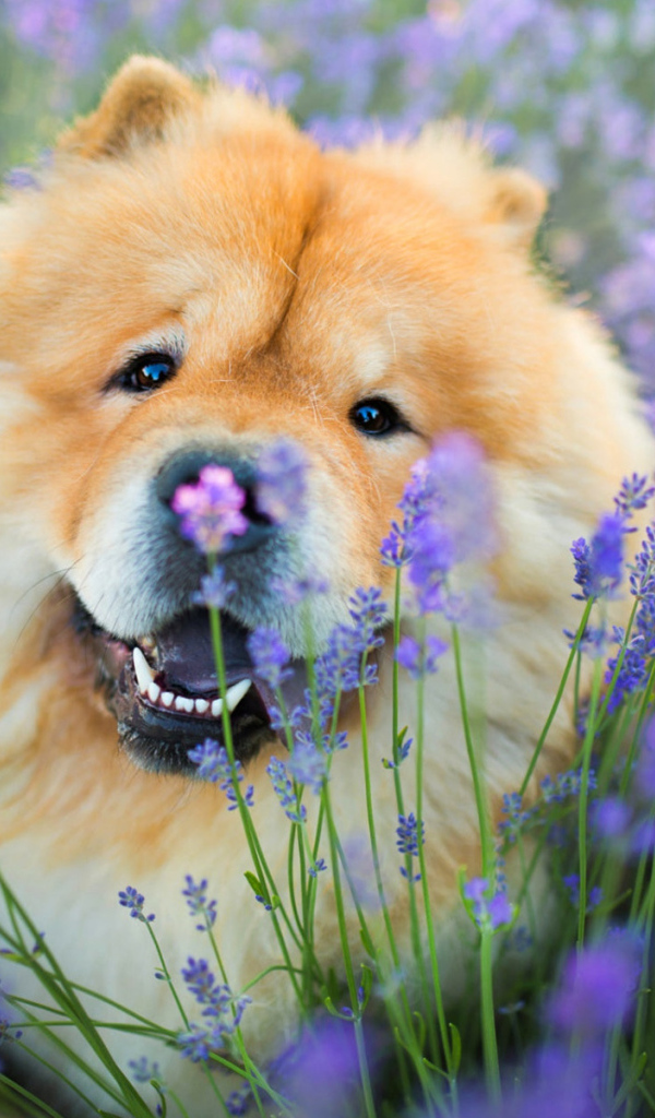 Веселый пес породы чау чау в фиолетовых цветах