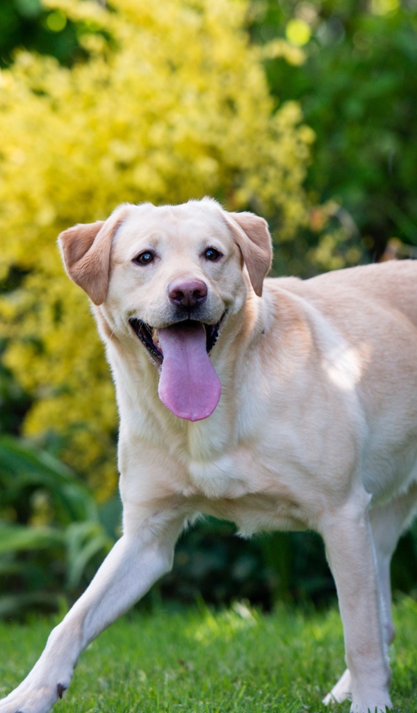 Веселый золотистый ретривер с высунутым языком 