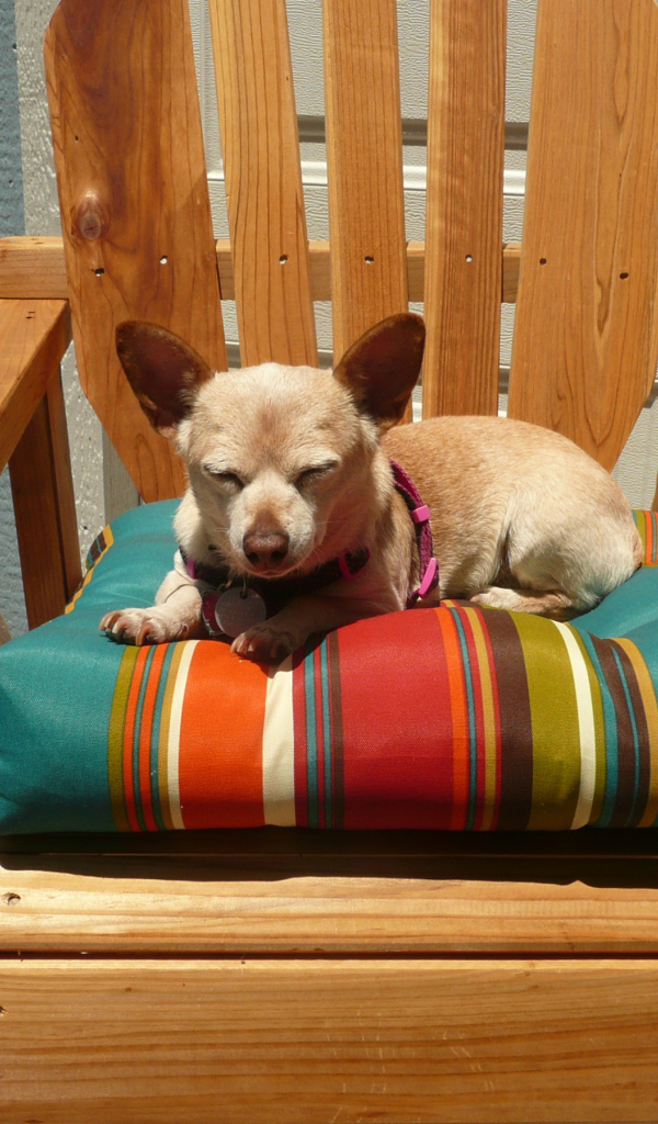 Чихуахуа спит в кресле